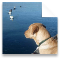 collage image title