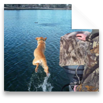 collage image title