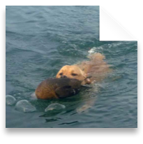 collage image title