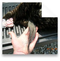 collage image title